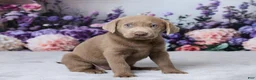 Labrador Retriever dogs for sale: Ann - Ad 3
