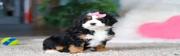 Mini Bernedoodle dogs for sale: Pearl - Ad 4