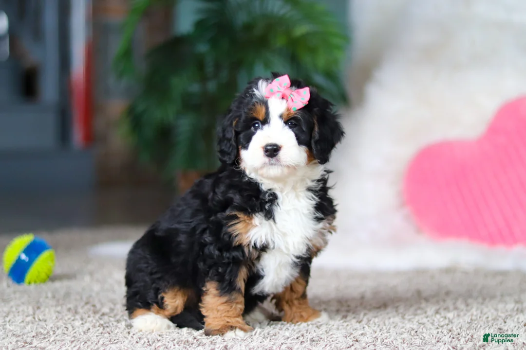 Mini Bernedoodle dogs for sale: Pearl - Ad 4