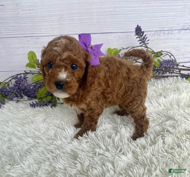 Miniature Poodle dogs Tess - Ad 2