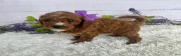 Miniature Poodle dogs for sale: Tess - Ad 2
