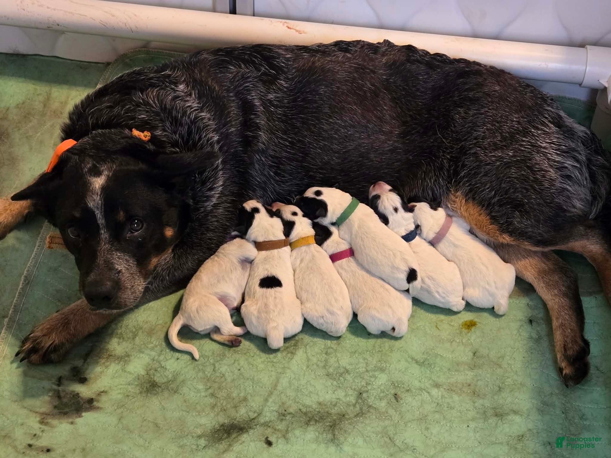Australian Cattle Dog dogs Sneezy - Ad 2
