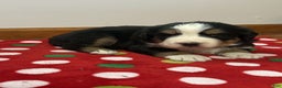 Bernese Mountain Dog dogs for sale: Laurel - Ad 4