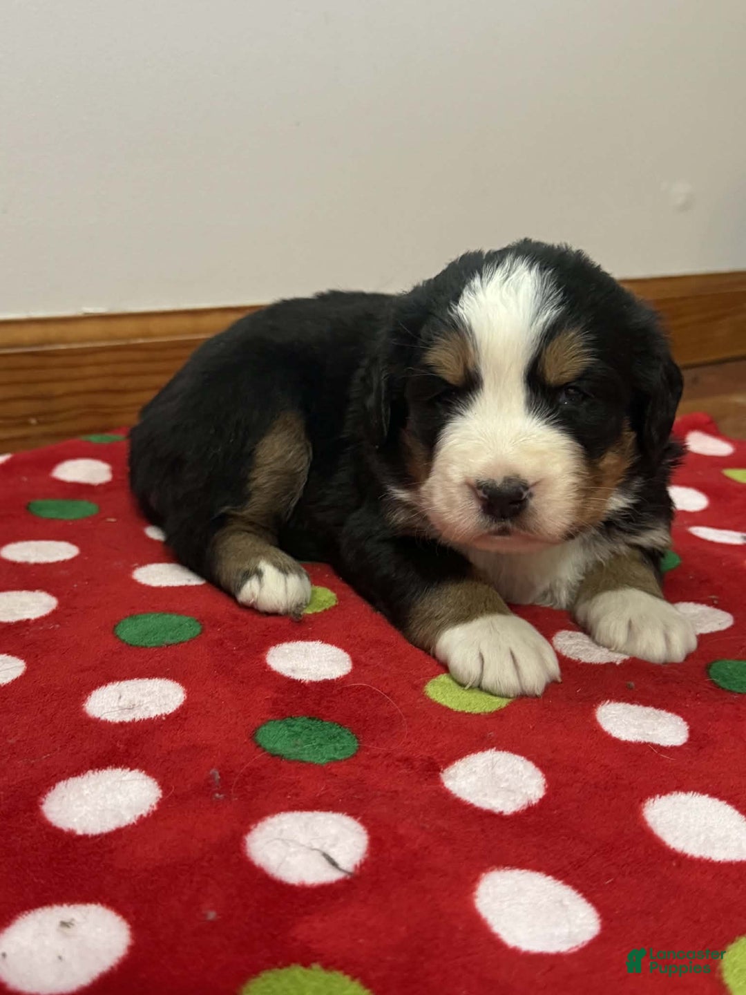 Bernese Mountain Dog dogs for sale: Laurel - Ad 4