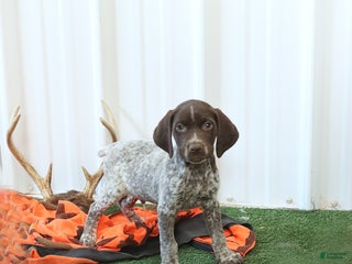 German Shorthaired Pointer dogs - Ad 13