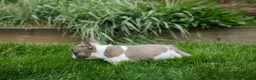French Bulldog dogs for sale: Ava Belle (Lilac Fawn & White) - Ad 14