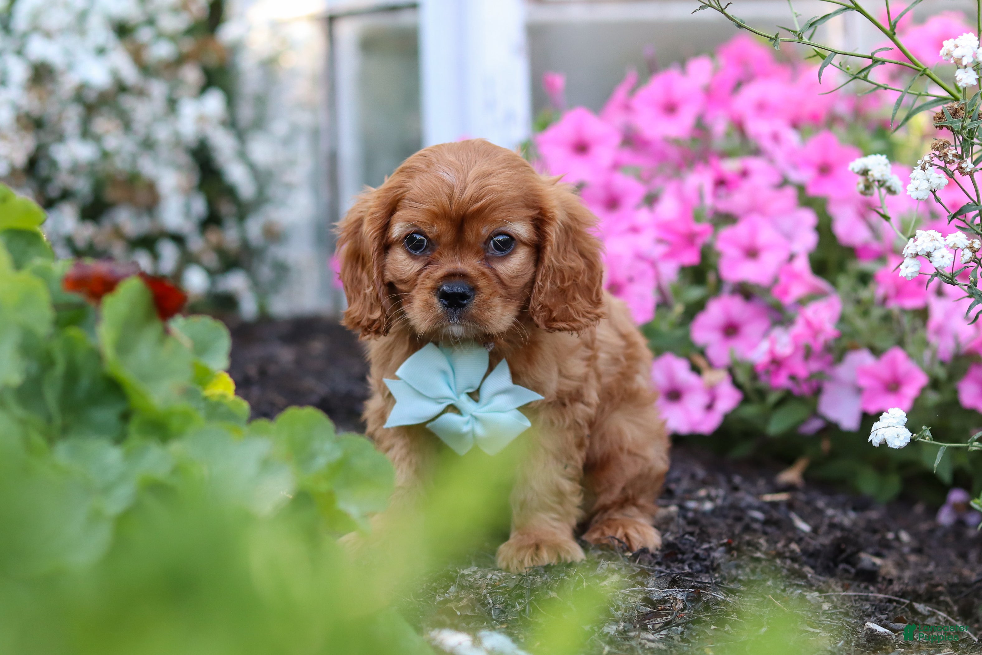 Cavalier King Charles Spaniel dogs Holden - Ad 1