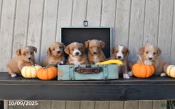 Mixed Breed dogs for sale: Timmy - Image 8