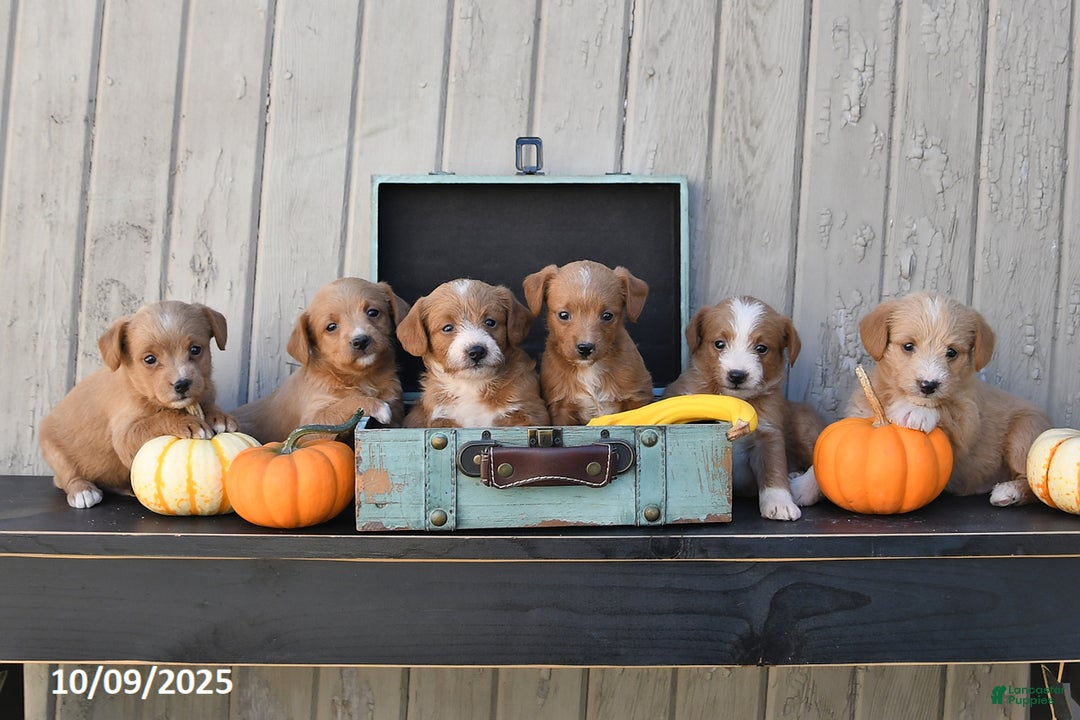 Mixed Breed dogs for sale: Timmy - Ad 8