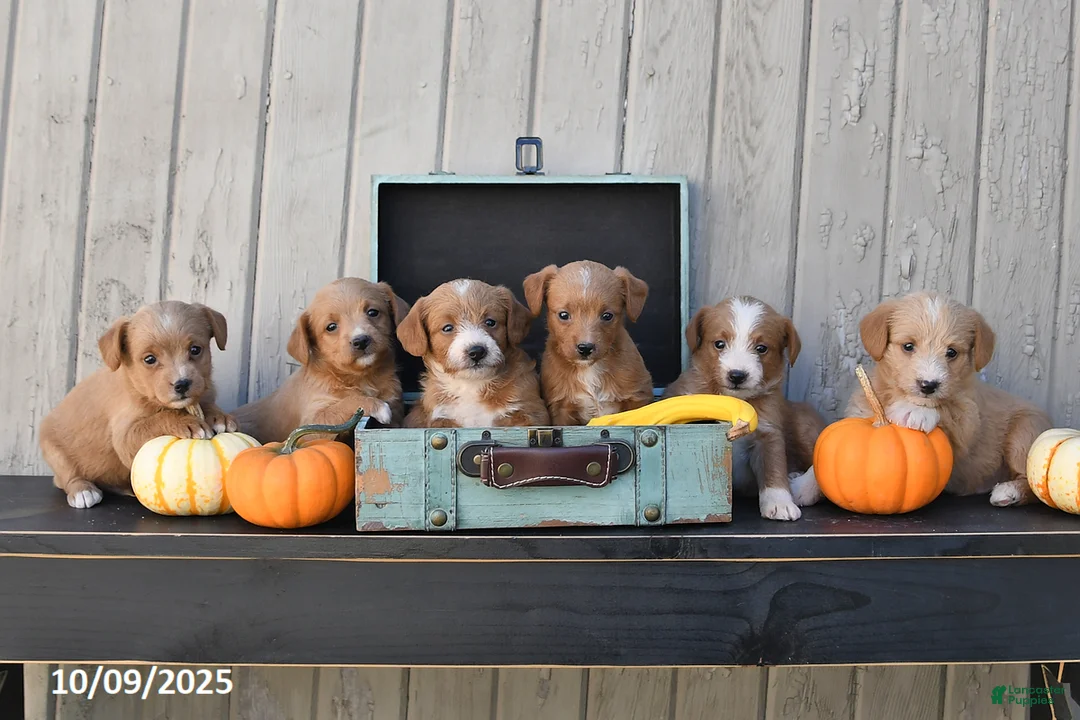 Mixed Breed dogs for sale: Timmy - Ad 10