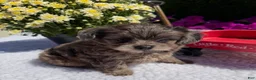Pomapoo dogs for sale: Kyah - Ad 6