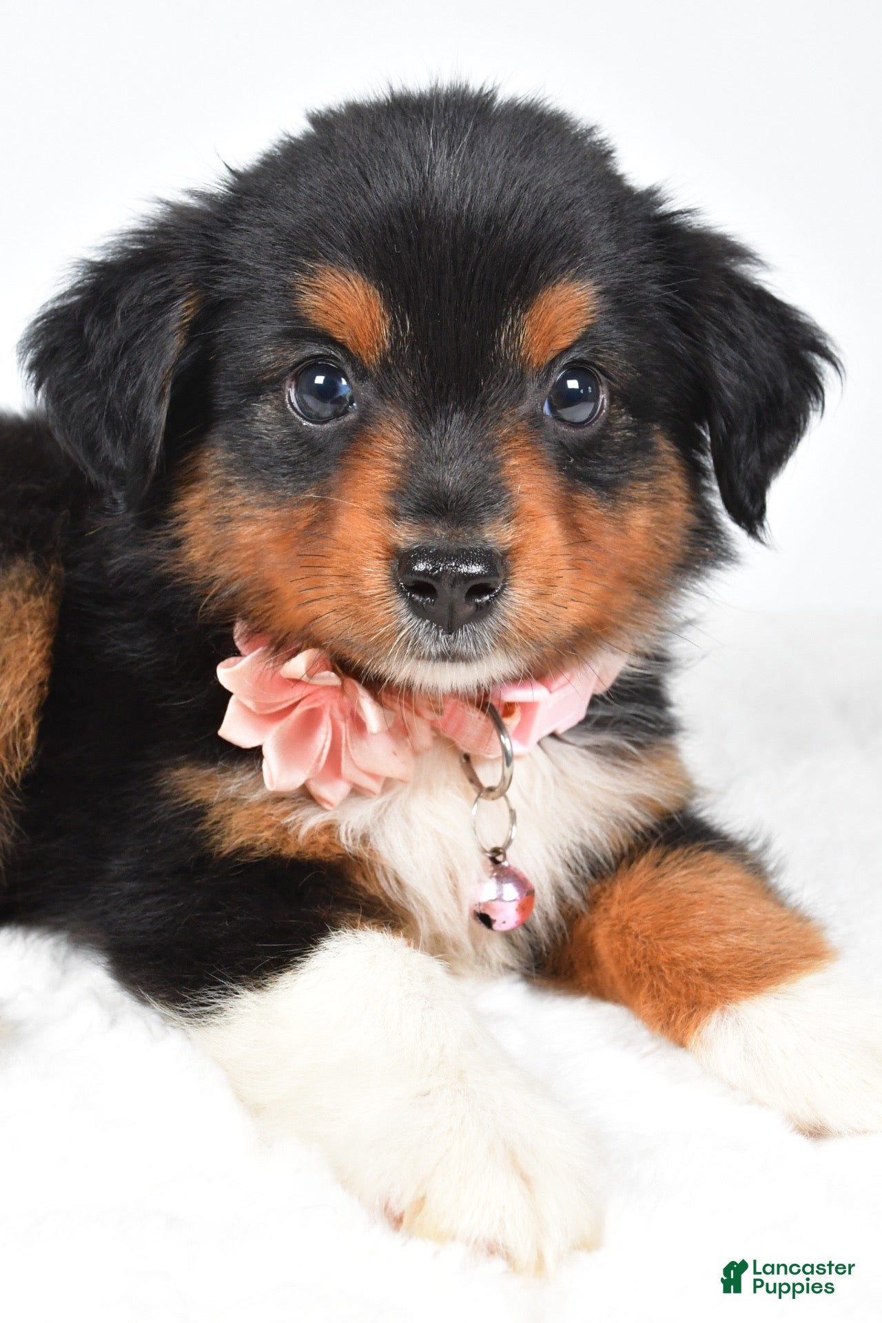 Miniature Australian Shepherd dogs Amber - Ad 2