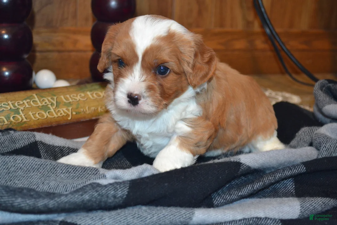 Cavapoo dogs for sale: Kenny - Ad 4