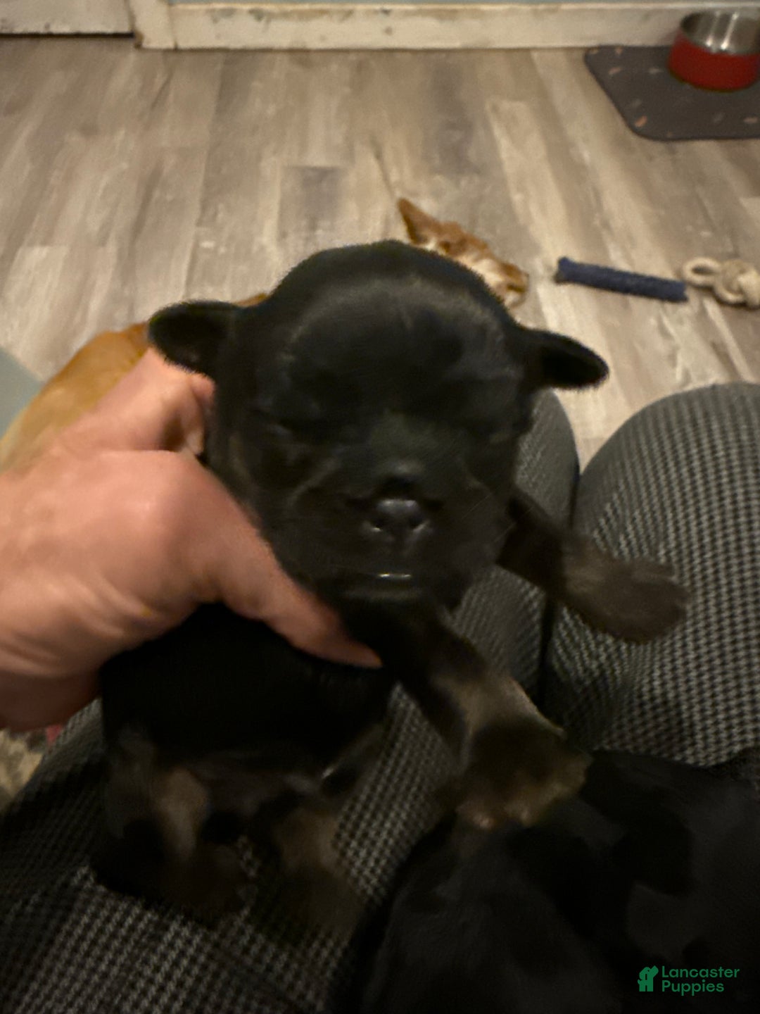 Brussels Griffon dogs for sale: Colton - Ad 6