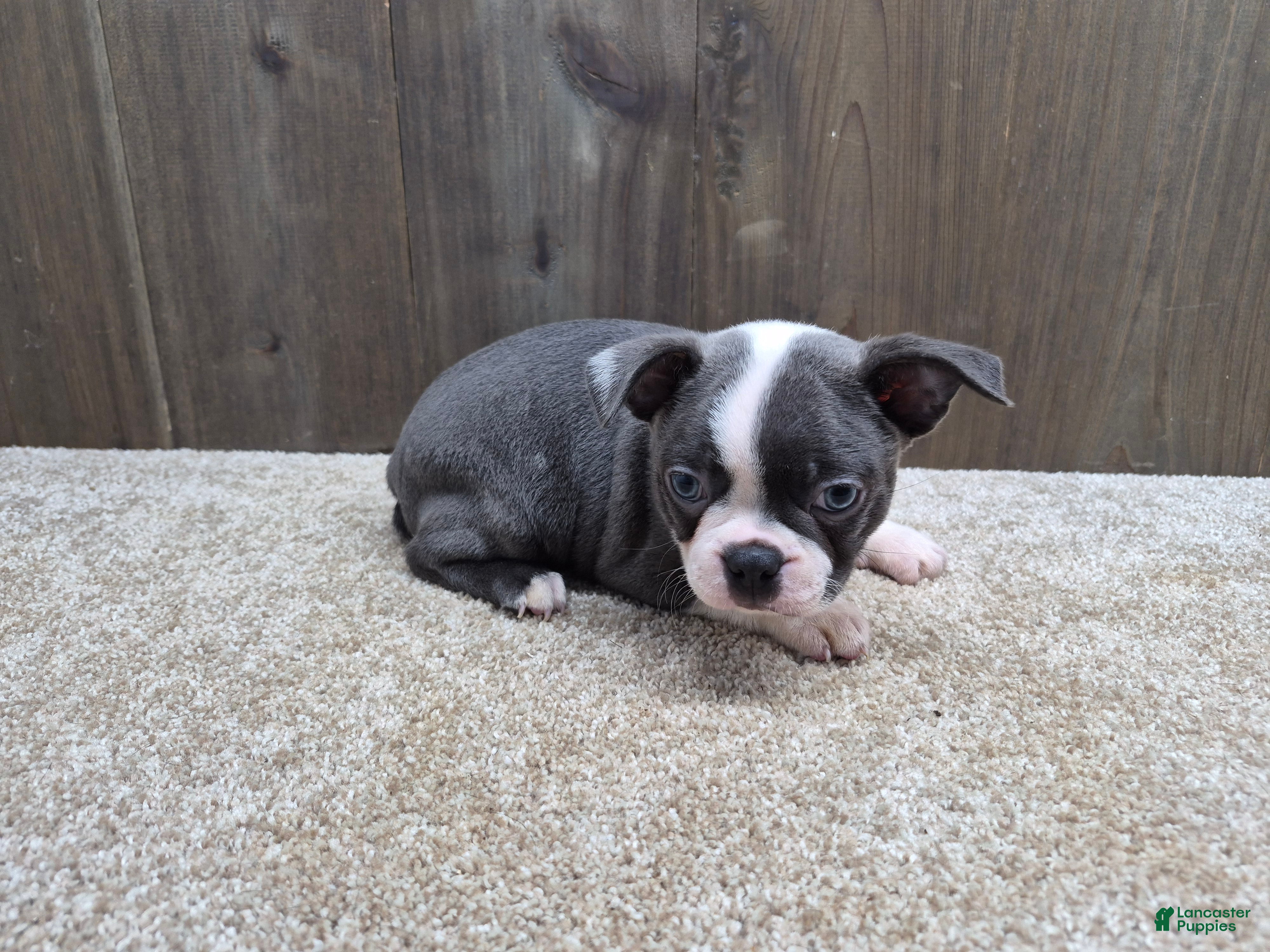 Boston Terrier dogs Smokey - Ad 1
