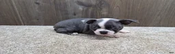 Boston Terrier dogs for sale: Smokey - Ad 1
