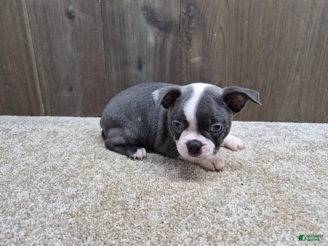 Boston Terrier dogs for sale: Smokey - Ad 1