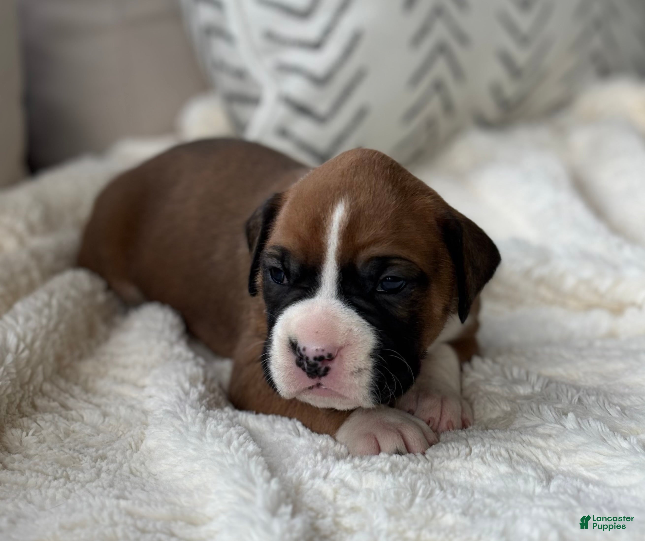 Boxer dogs Poppy - Ad 1