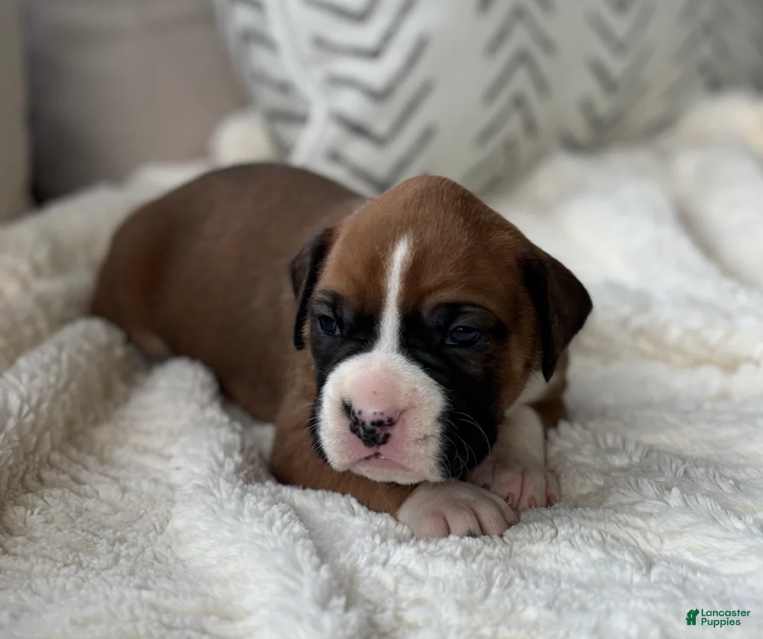 Boxer dogs for sale: Poppy - Ad 1