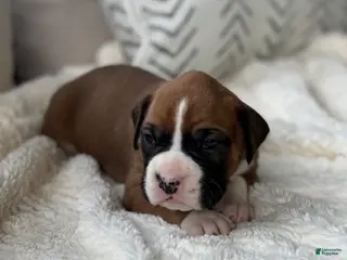 Boxer dogs for sale: Poppy - Ad 4