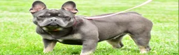 French Bulldog dogs for sale: Maggie  - Ad 1