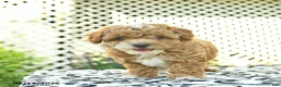 Toy Poodle dogs for sale: Buttercup  - Ad 5