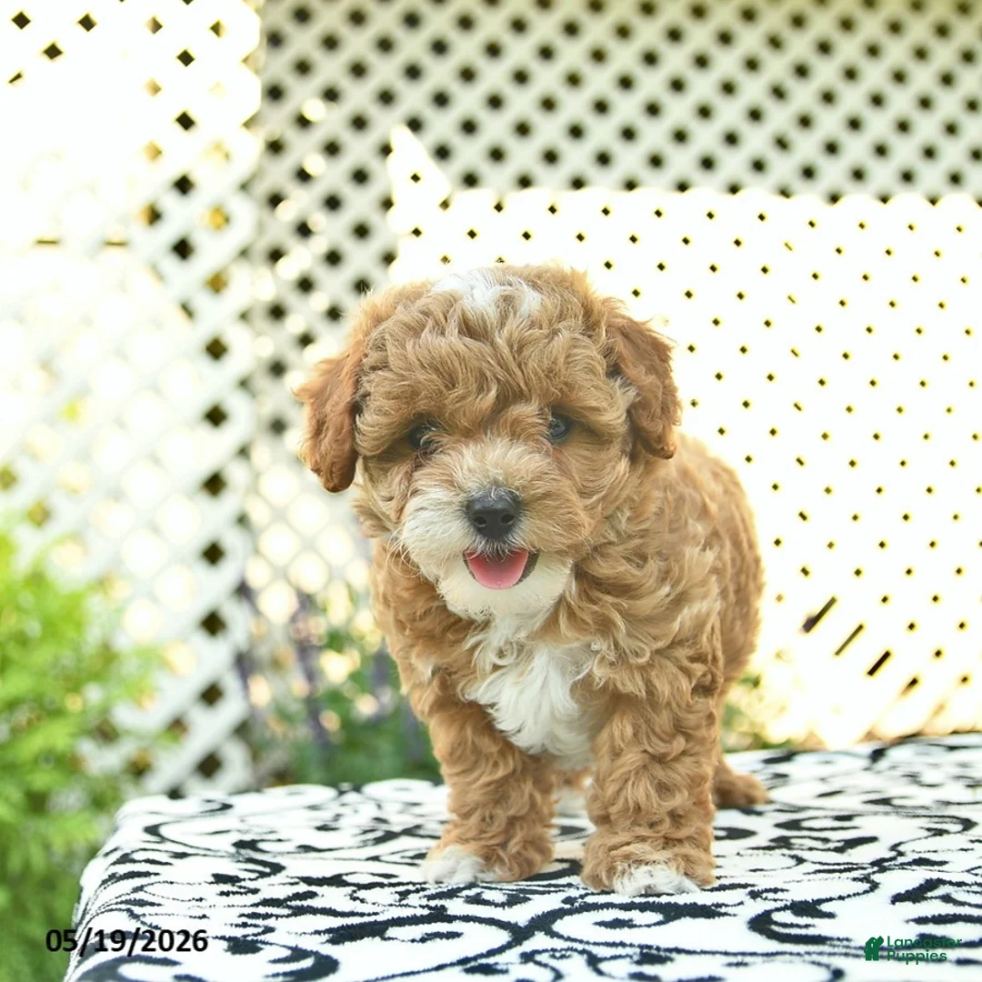 Toy Poodle dogs for sale: Buttercup  - Ad 5