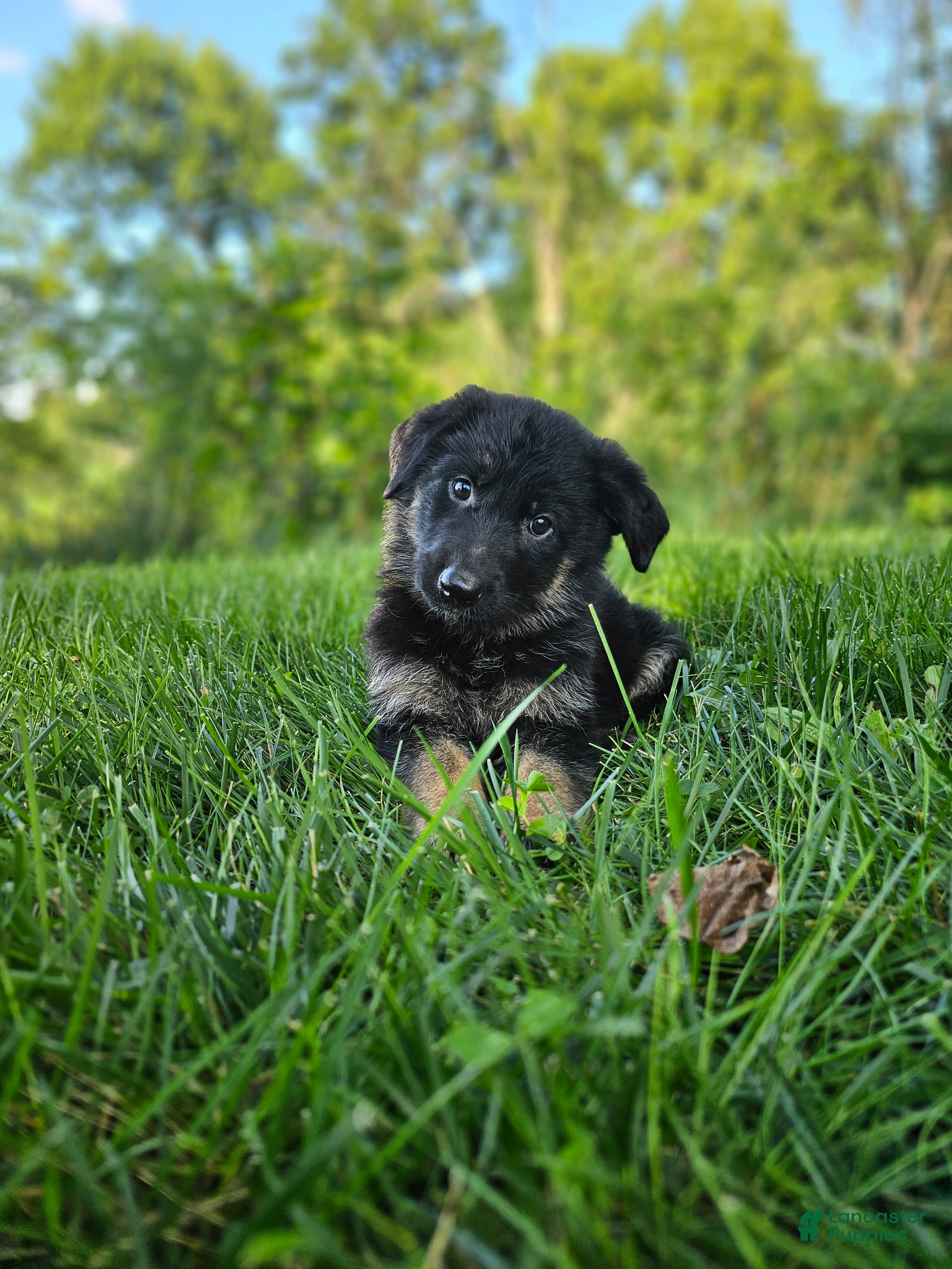 German Shepherd dogs Jack  - Ad 2