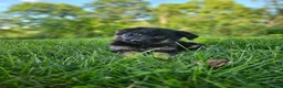 German Shepherd dogs for sale: Jack  - Ad 2