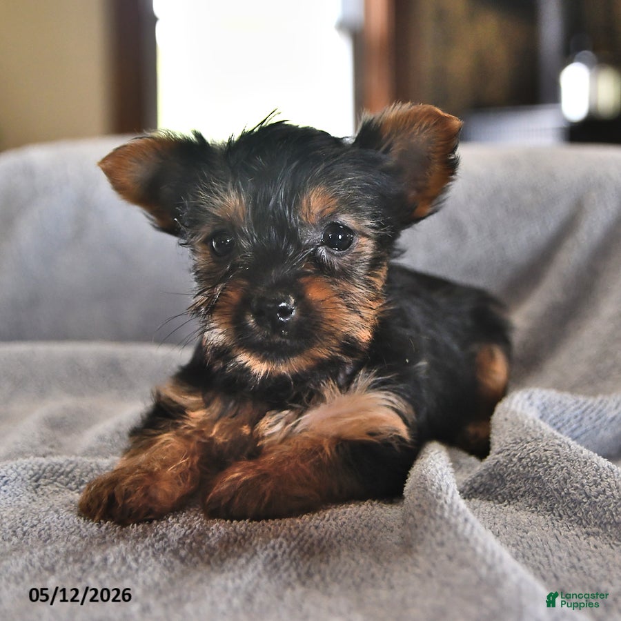Yorkshire Terrier dogs Mo  - Ad 2