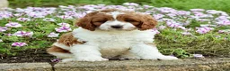 Cavapoo dogs for sale: Diego - Ad 3