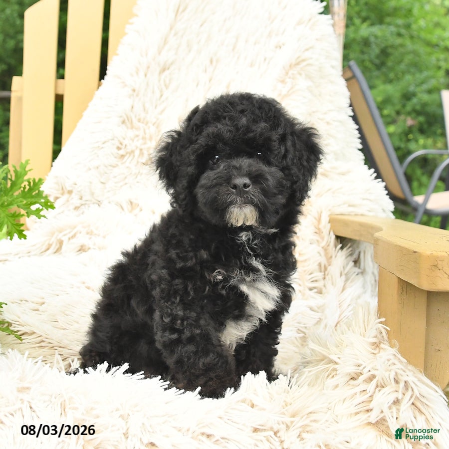 Mini Goldendoodle dogs Justin - Ad 2