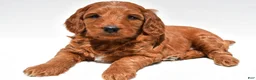 Mini Goldendoodle dogs for sale: Ellie - Ad 9
