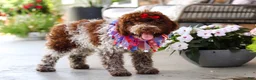 Lagotto Romagnolo dogs for sale: Layla - Ad 7