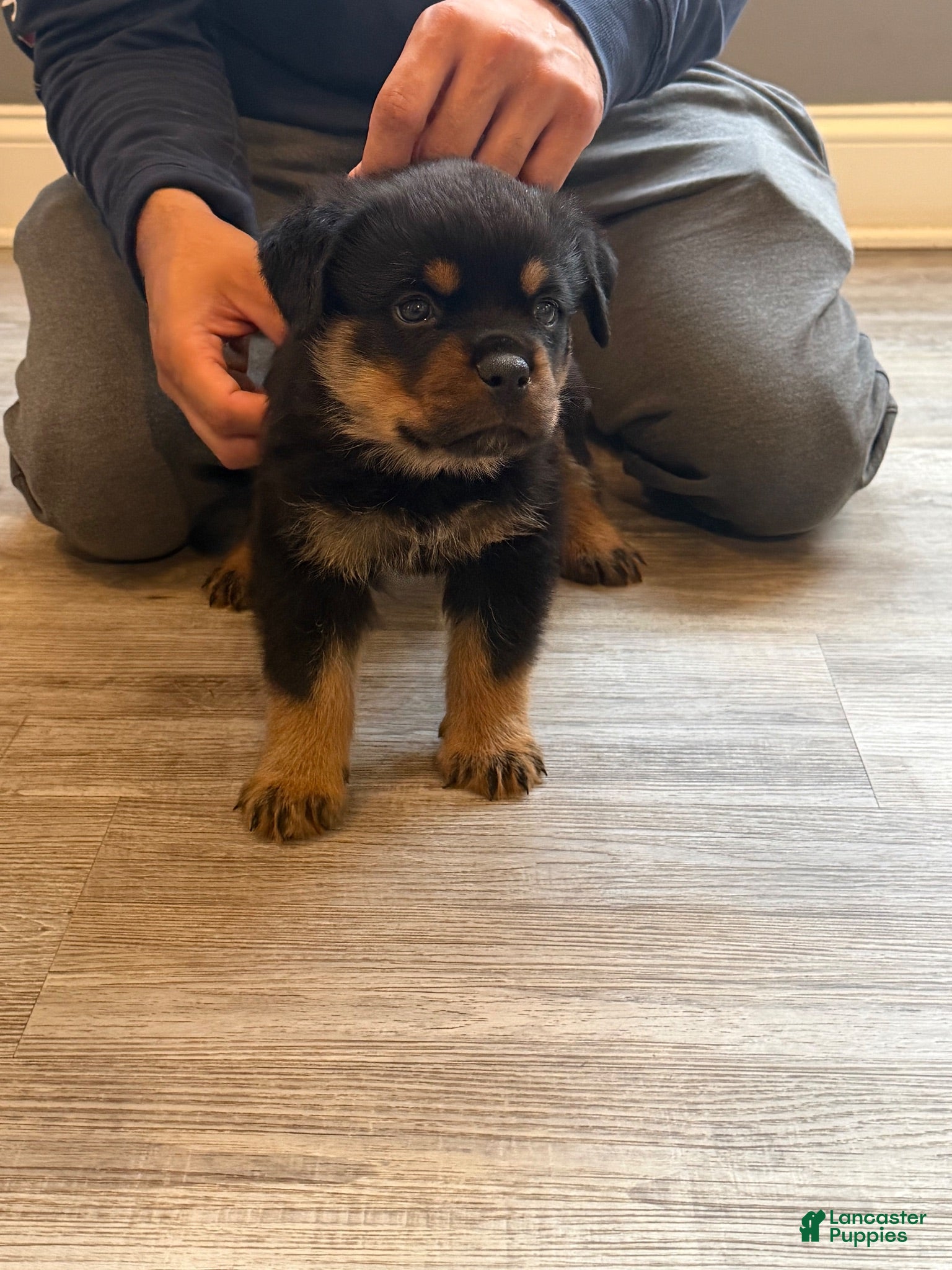 Rottweiler dogs Blue collar boy - Ad 1