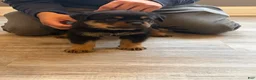 Rottweiler dogs for sale: Blue collar boy - Ad 1