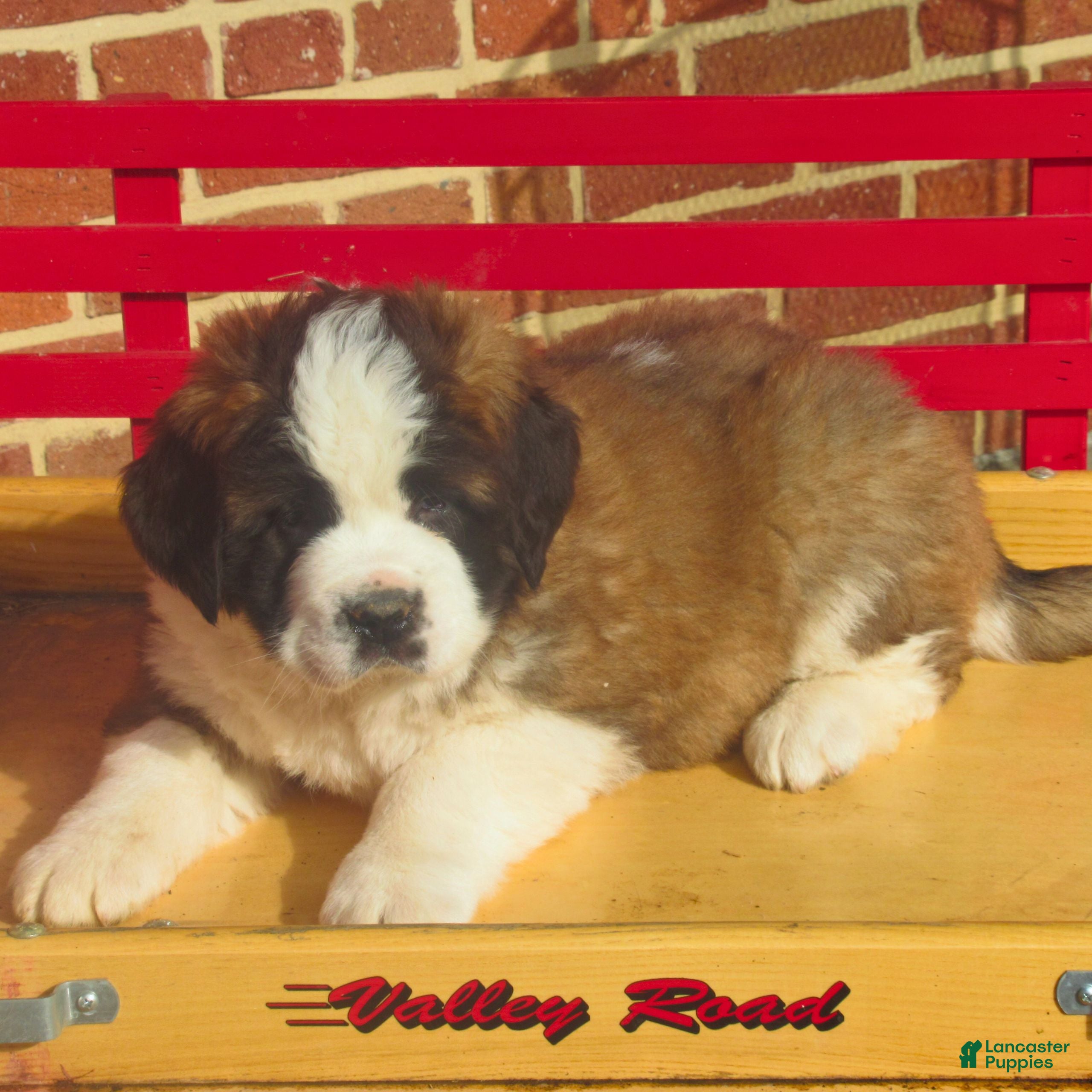 Saint Bernard dogs Della  - Ad 2