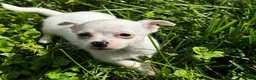 Chihuahua dogs for sale: Benny - Ad 4