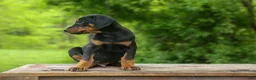 Doberman Pinscher dogs for sale:  Diesel (Black Rust)🐶🤎✨ - Ad 17