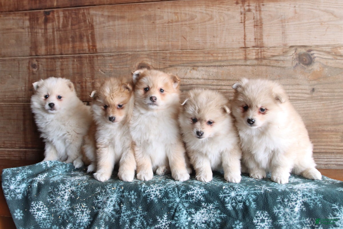 Pomsky dogs Lincoln - Ad 2