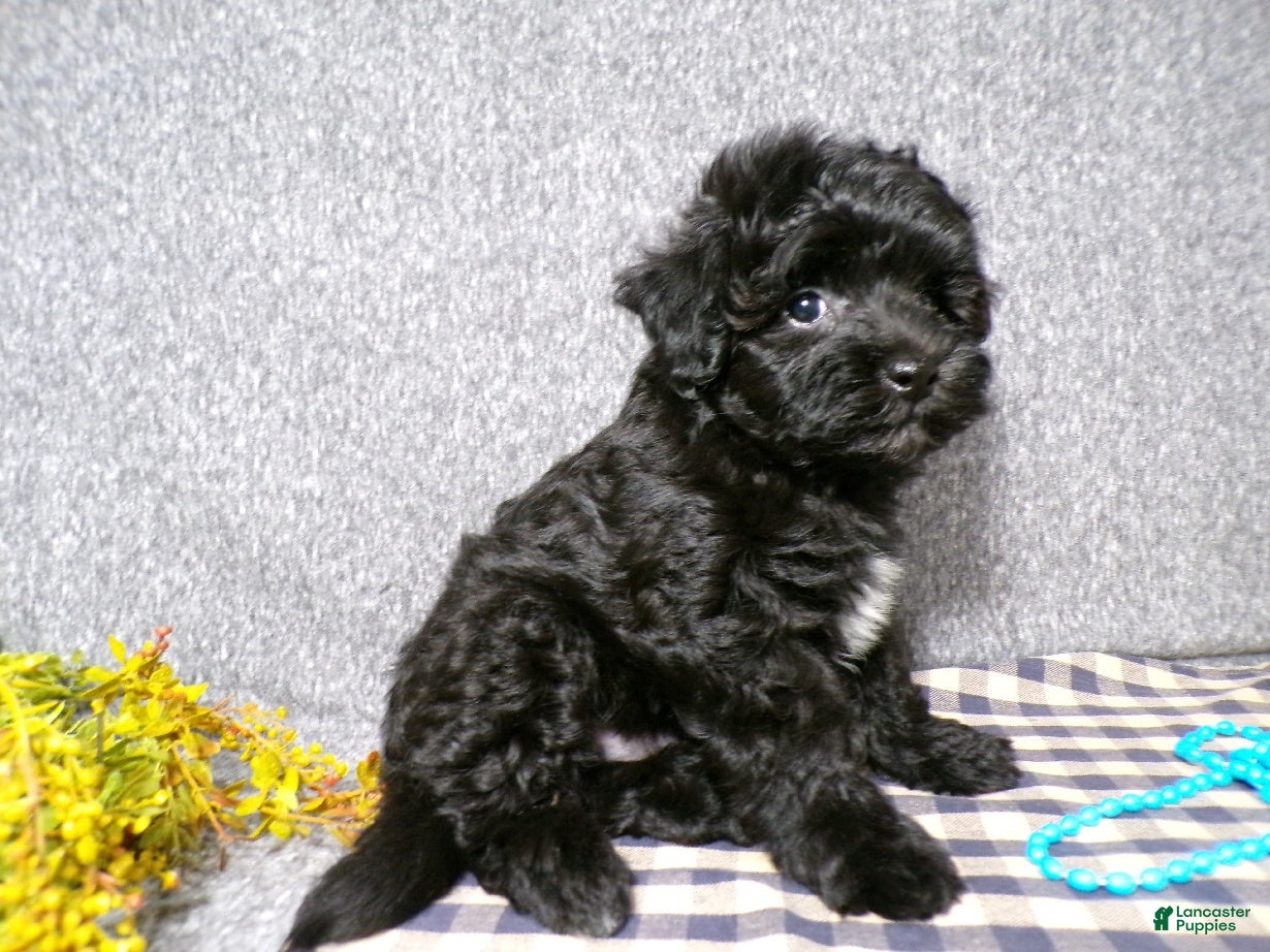 Havapoo dogs Boomer - Ad 1