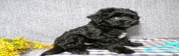 Havapoo dogs for sale: Boomer - Ad 1
