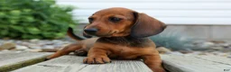 Miniature Dachshund dogs for sale: Sabrina 💝 - Ad 10