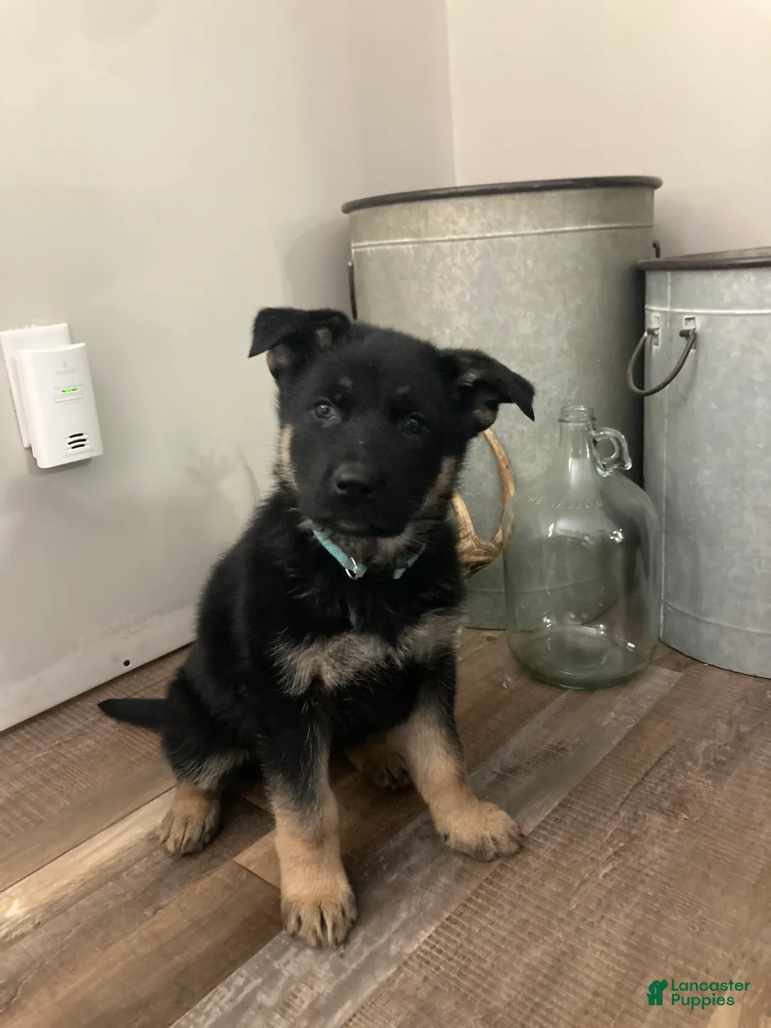 German Shepherd dogs for sale: German Shepherd Puppy 1 - Ad 1
