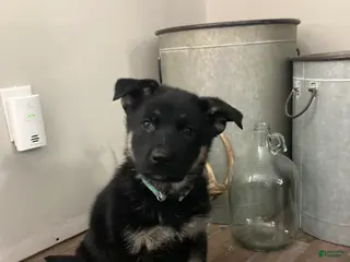 German Shepherd dogs German Shepherd Puppy 1 - Ad 16