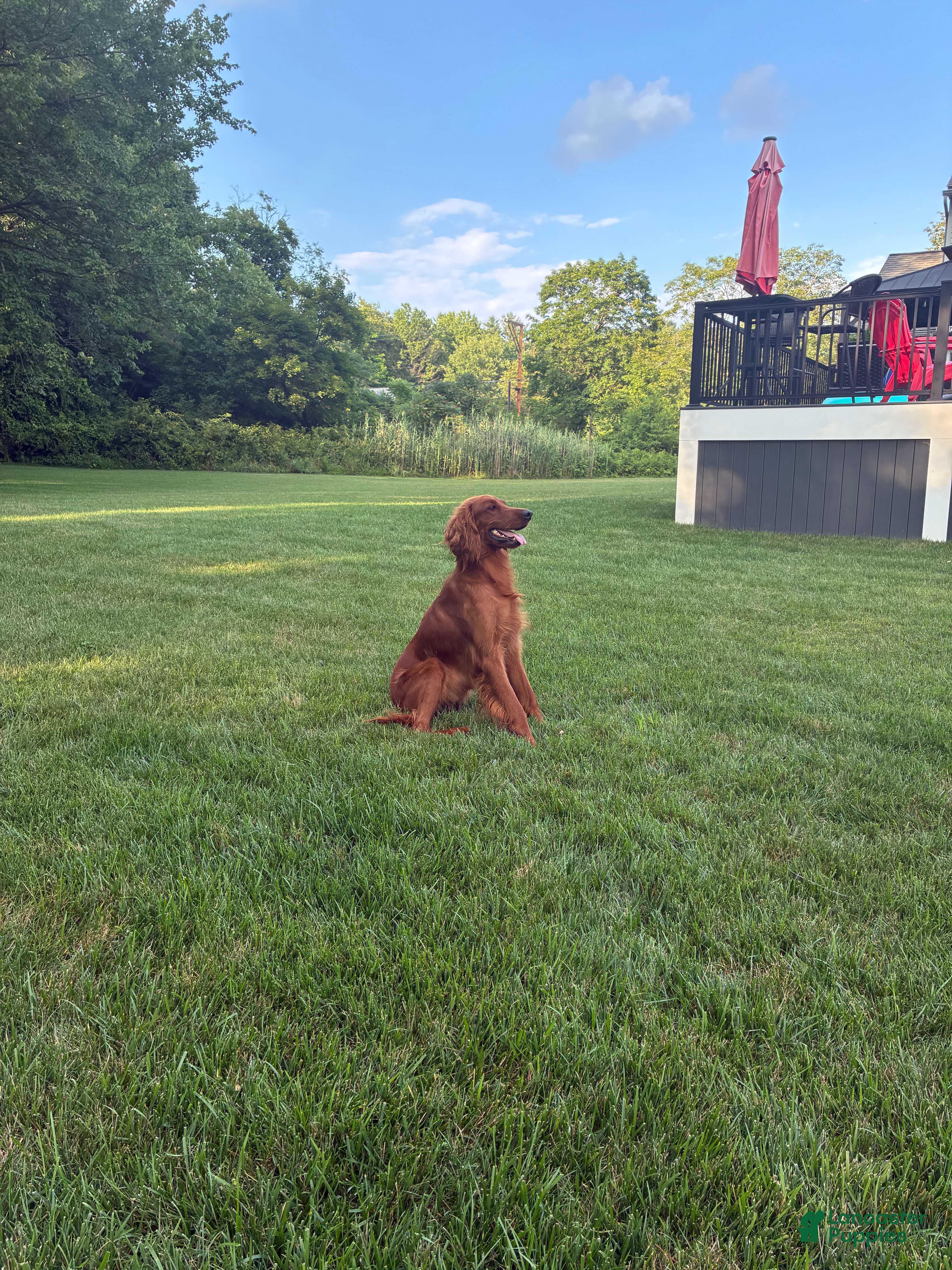 Irish Setter dogs Buddy - Ad 2