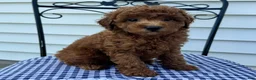 Miniature Poodle dogs for sale: Theo - Ad 3