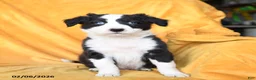 Border Collie dogs for sale: Wasabi - Ad 3