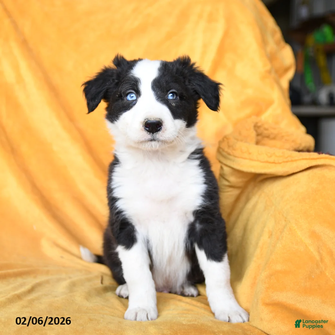 Border Collie dogs for sale: Wasabi - Ad 3