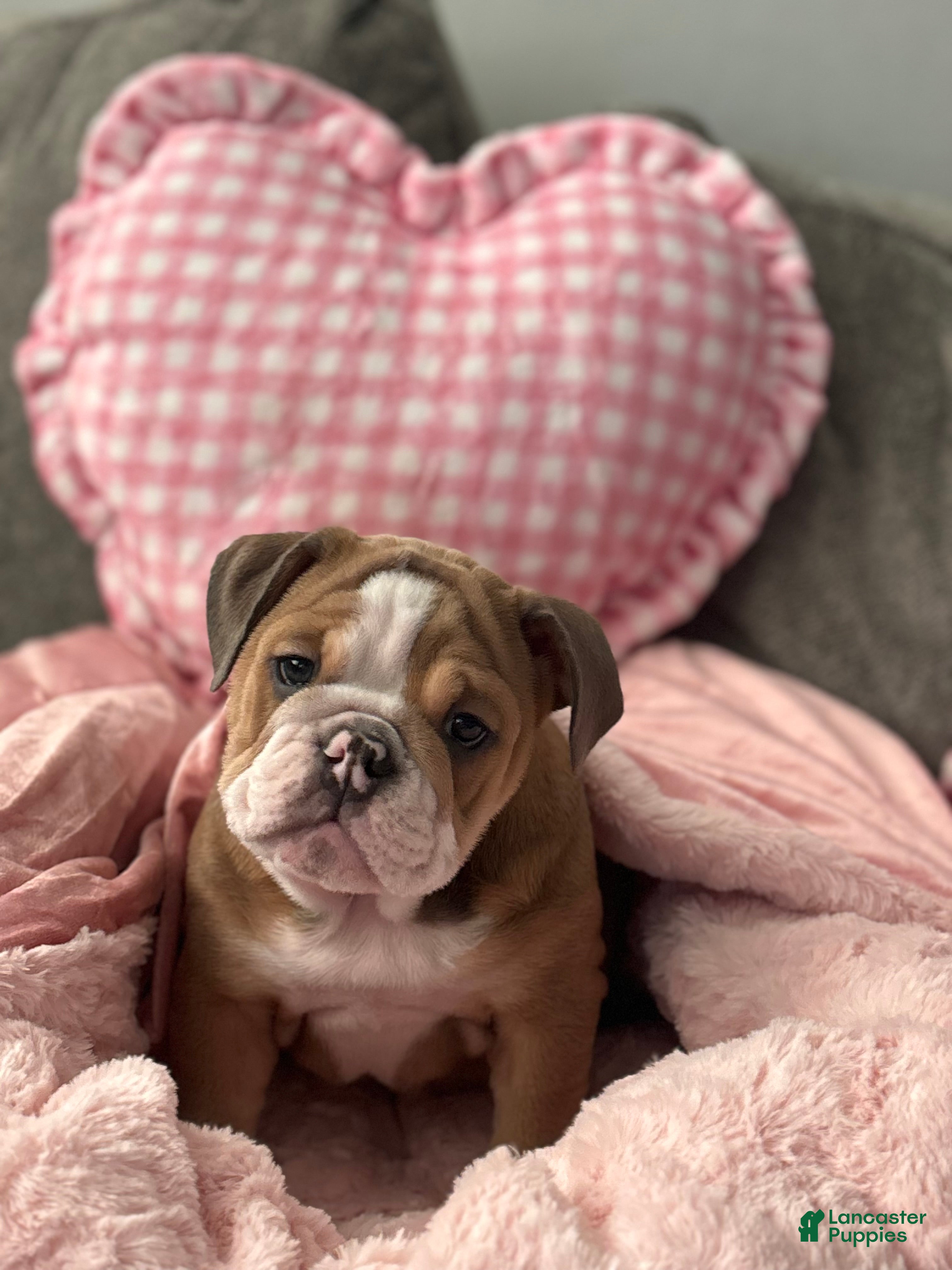 English Bulldog dogs Nova - Ad 5